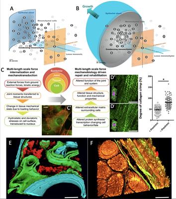 Advanced Design and Manufacture of Mechanoactive Materials Inspired by Skin, Bones, and Skin-on-Bones